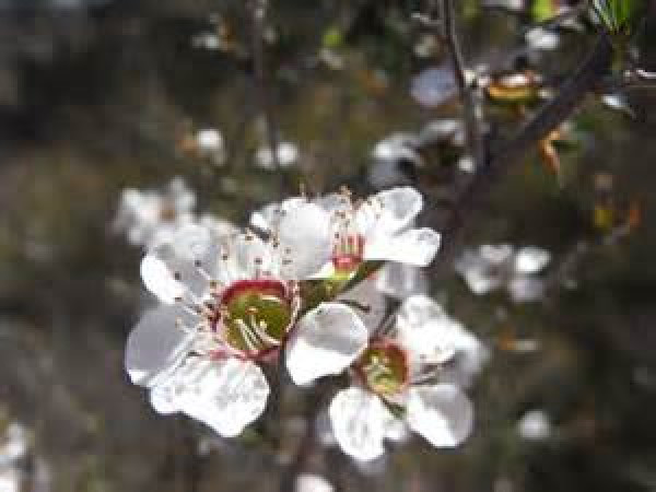 Agonis fragrans